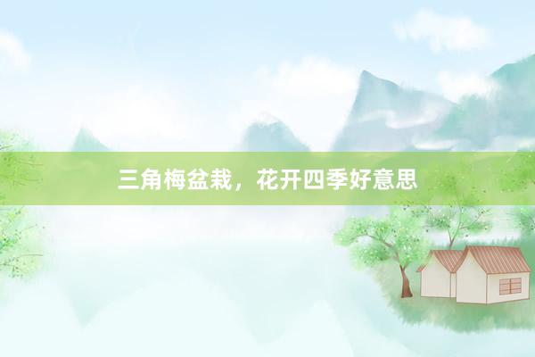 三角梅盆栽，花开四季好意思
